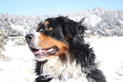 Elevage Du Mas De La Hillane, Eleveur de Chiens à Callian