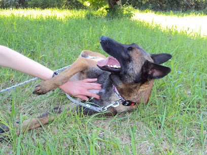 Cynocomm' Comportement Canin Et Fleurs De Bach, Dresseur De Chiens à Perreuil