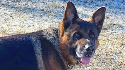 Cyno Training pro dog, Dresseur de Chiens à Saint-Martin-de-Castillon