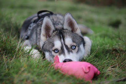 Educ' For Dog 33 éducateur Canin Comportementaliste, Dresseur de Chiens à Saint-Selve