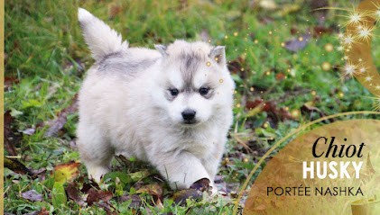 Elevage Des Guerriers Chippewa's - Vente Chiots Husky Malamute d'Alaska Éleveur Saône-et-Loire 71 Bourgogne-Franche-Comté, Eleveur de Chiens à Igornay