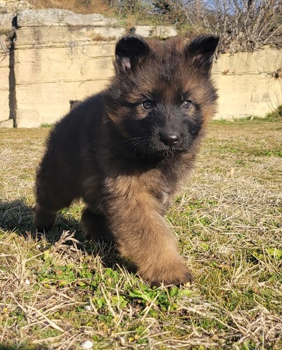 élevage des Terres de Peyrière, Eleveur de Chiens à Pertuis