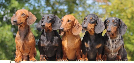 Teckel De L' Air Salin, Eleveur de Chiens à Verneil-le-Chétif