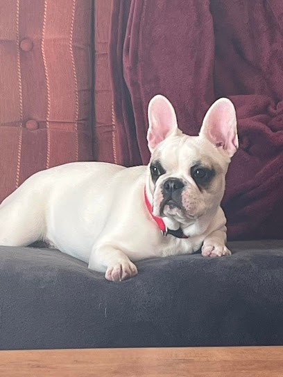 au jardin d eliot lezignan, Eleveur de Chiens à Lézignan-Corbières