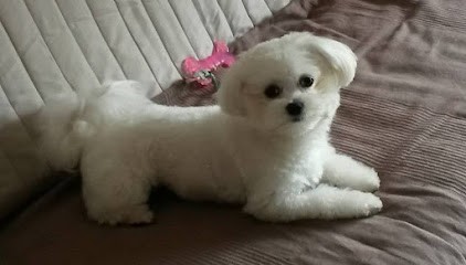 Elevage de chiens de petite taille, Eleveur de Chiens à Herm