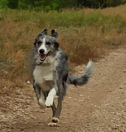 Pension Canine Familiale Comme Chez Vous, Pension pour Chiens à Saint-Saturnin-de-Lucian