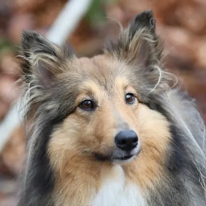 EARL THERY, Eleveur de Chiens à Bellancourt
