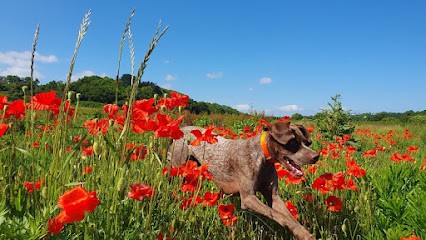 Élevage de Braque Français, Eleveur de Chiens à Ombrée d'Anjou