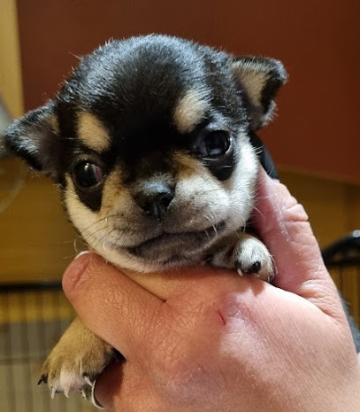 SCEA du Clos d' Odessa, Eleveur de Chiens à Saint-Rabier