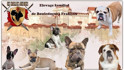 Élevage des Croisades ARIÉGEOISES, Eleveur de Chiens à Montgaillard