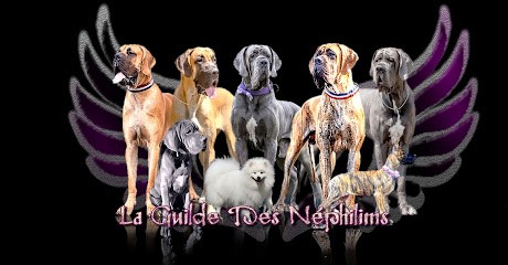 La Guilde Des Néphilims élevage De Dogue Allemand LOF, Eleveur de Chiens à Velanne