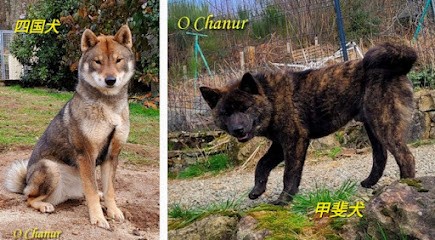 Elevage shikoku ken et Kai Ken O chanur, Eleveur de Chiens à Bujaleuf