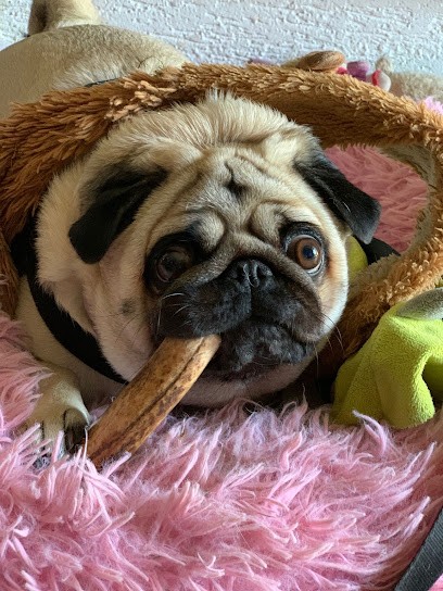 Élevage du Royaume des Sables: élevage Familiale spécialisé dans le Carlin proche Provin Seine-et-Marne France, Eleveur de Chiens à Augers-en-Brie