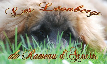 Le Rameau d'Acacia, Eleveur de Chiens à Cellettes