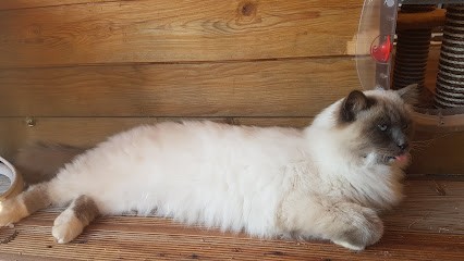 SARL PRAIRIE DE LA SOMMERAU, Pension pour Chiens à Steinbourg