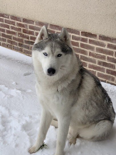 Of Watson Lake - Siberian Husky, Eleveur de Chiens à Saint-Jouin-de-Blavou