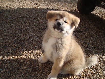 Elevage Canin Du Coteau D'Huillé, Eleveur de Chiens à Baracé