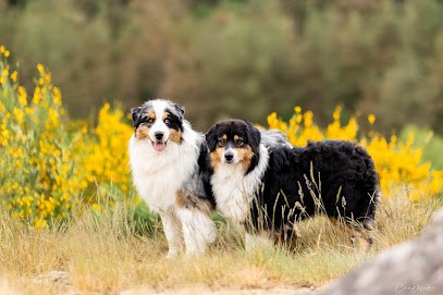 Elevage Bel'Houria : Berger australien & américain miniature - Spitz nain poméranien, Eleveur de Chiens à Bulat-Pestivien