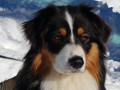 Domaine de Valimi Elevage de Berger Australien et Chat Sibérien, Eleveur de Chiens à Saint-Cézert