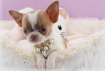 Élevage de Chihuahua LOF, Eleveur de Chiens à Besançon