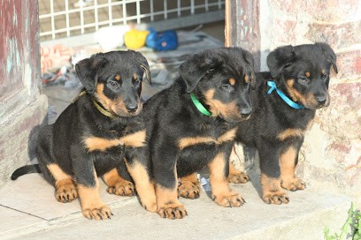 Elevage de beauceron et malinois des Mâtins de l'Abbé Rozier, Eleveur de Chiens à Saint-Nicolas-de-la-Taille