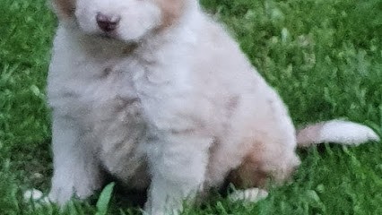 Elevage des Rocks vaillants, Eleveur de Chiens à Bellegarde