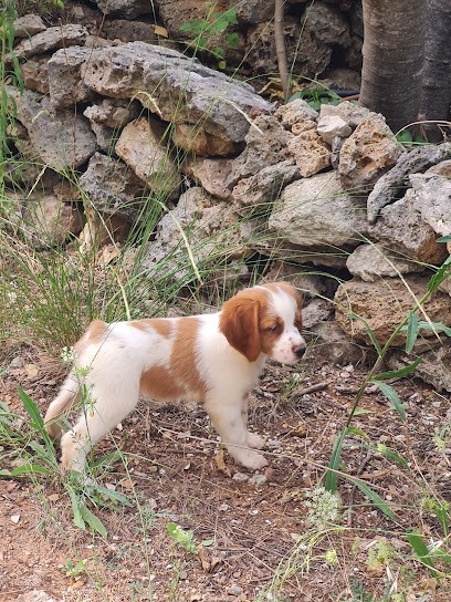 Au Royaume des minis stars, Eleveur de Chiens à Besse-sur-Issole