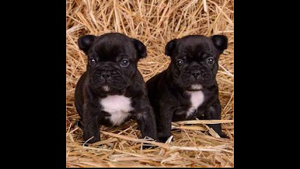 ELEVAGE DES MILLE ET UN TRÉSORS, Eleveur de Chiens à Jumilhac-le-Grand