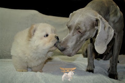 CARANUSCA : élevage de chiens de race chow chow, braque de weimar et Alaskan Klee-Kaï, Eleveur de Chiens à Gumières