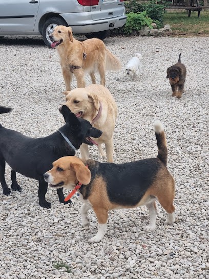 Pension Canine Elliot Et Compagnie, Pension pour Chiens à Gonnehem