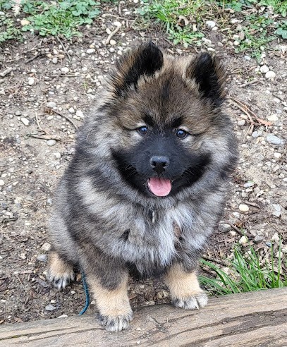 EARL Boiret Élevage Canin, Eleveur de Chiens à Palinges