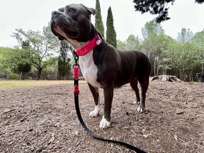 Top Chien Canine Education In Method Positive À Montpellier / Saint Martin De Londres, Dresseur de Chiens à Montpellier