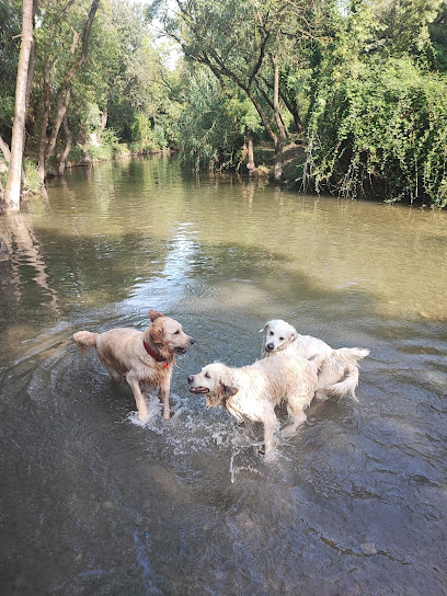 Bien Dans Nos Pattes, Pension Canine Familiale Pension Pour Chien à Mèze