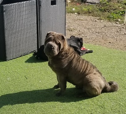 ELEVAGE DE REALIJO Sharpeis, dogues allemands et Bengal, Eleveur de Chiens à Givors