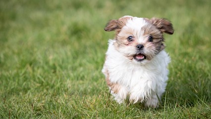 COMBET COLETTE, Eleveur de Chiens à La Londe-les-Maures