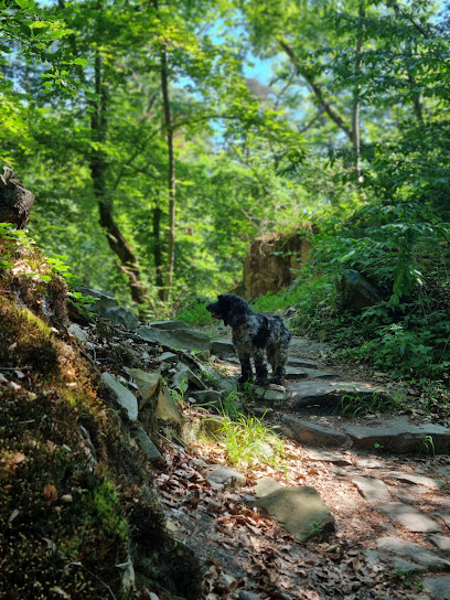 Un Regard Animal, Dresseur De Chiens à Vaux-le-Pénil