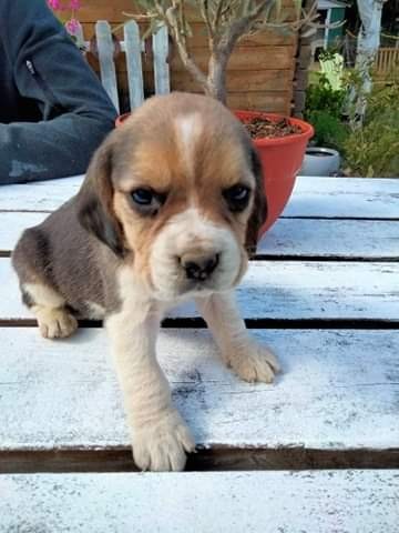 Beagle Du Grand Magnolia, Eleveur de Chiens à Lectoure
