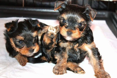 DOMAINE DE MILADY, Eleveur de Chiens à Lecci