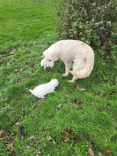 Elevage de Golden Retriever LOF de la petite garenciere, Eleveur de Chiens à Champfleur