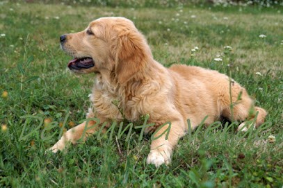 Labrador and Golden Del Punta Verde, Eleveur de Chiens à Courthiézy