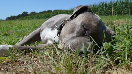 Maï Educ Canin - éducation Canine, Dresseur de Chiens à Lacq