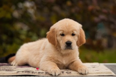 Élevage du château de l'amour | Golden Retriever & Berger Australien, Eleveur de Chiens à Puget-Rostang