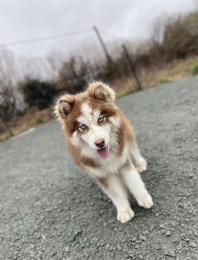 Le Royal Puppy Pomsky, Eleveur de Chiens à Beaubec-la-Rosière