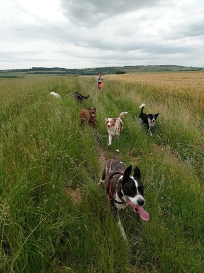 Pension de la côte de Delme, Pension pour Chiens à Liocourt