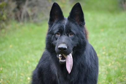 Élevage La Tanière aux Loups, Eleveur de Chiens à Chavigny