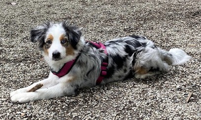 Opal's Spirit élevage Familial De Bergers Australiens Et D'eurasiers, Eleveur de Chiens à Corbelin