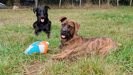 Éducateur Canin - Instinct De Partage, Dresseur de Chiens à Peyrat-le-Château