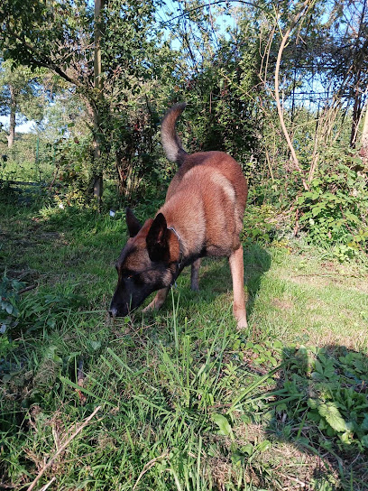 Pension Et Élevage Des Mille Et Une Moustaches, Pension Pour Chien à Valdallière