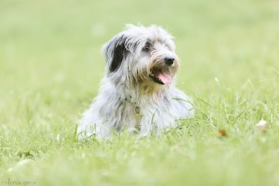 Canisevres (educateur Canin), Dresseur de Chiens à Saint-Paul-en-Gâtine
