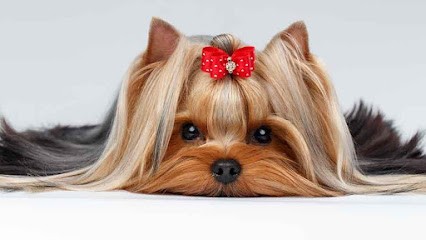 L'OASIS D'ISPAHAN, Eleveur de Chiens à Decize